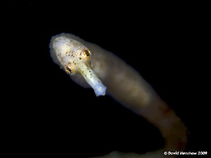 An unusual white Longsnout Stick Pipefish - "In the Shado... by David Henshaw 
